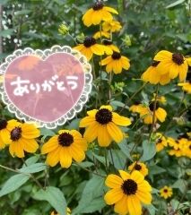 ありがとうございました