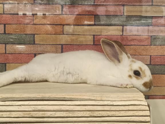 動物可愛い&#128158;