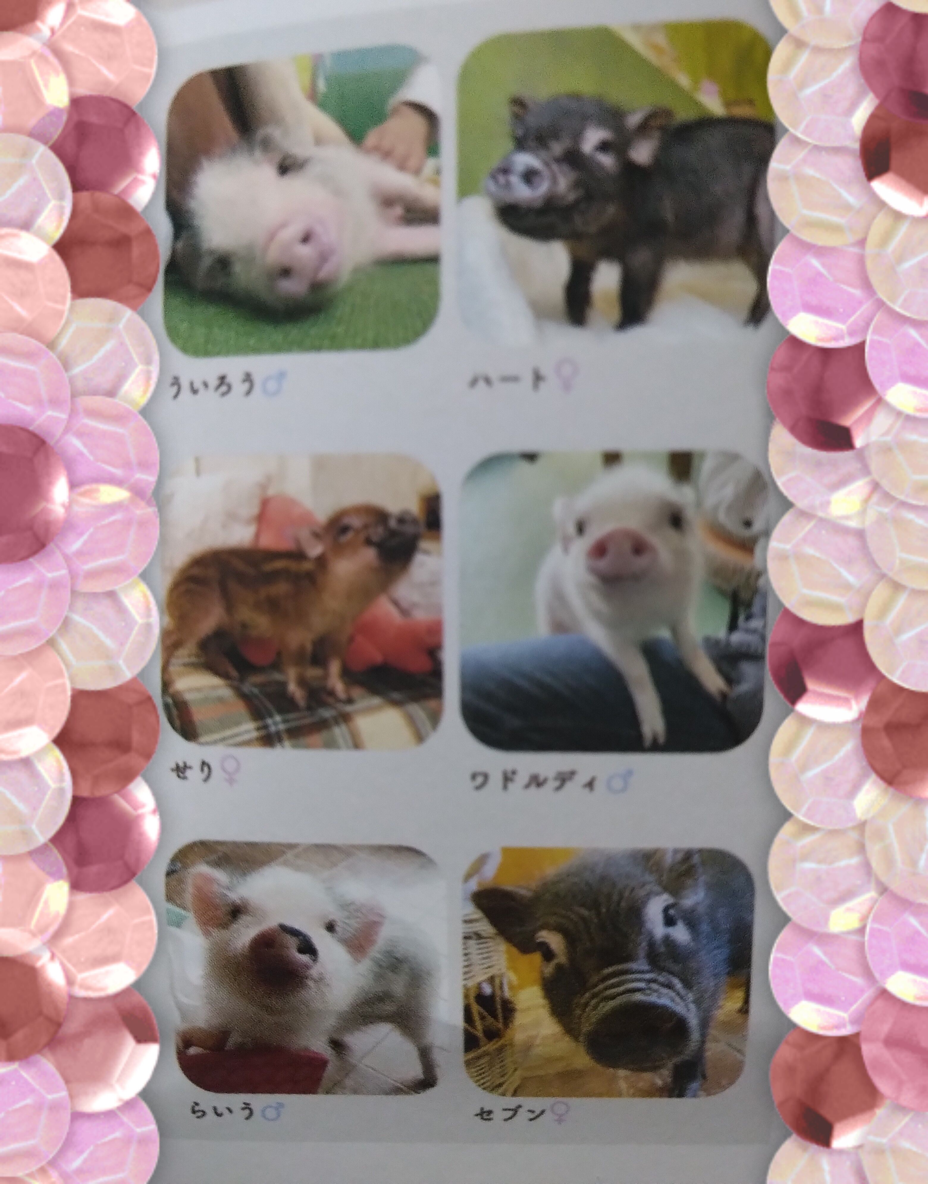 豚ぶた子豚＼(^o^)／