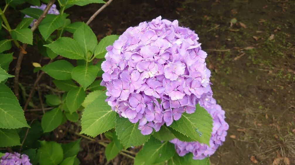 おはよう