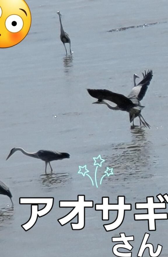 とりさんが、たくさん居たので&#9825;&#9825;ワクワクドキドキの&#9825;りかさんはとりさんがこの異常な暑さに&#9825;身体をやられないかしんぱいなのである！！&#9825;