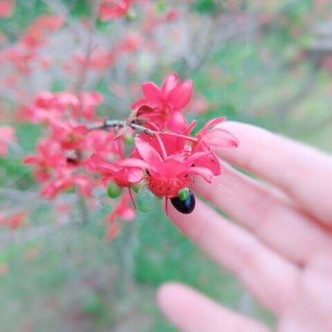 出勤予定☆