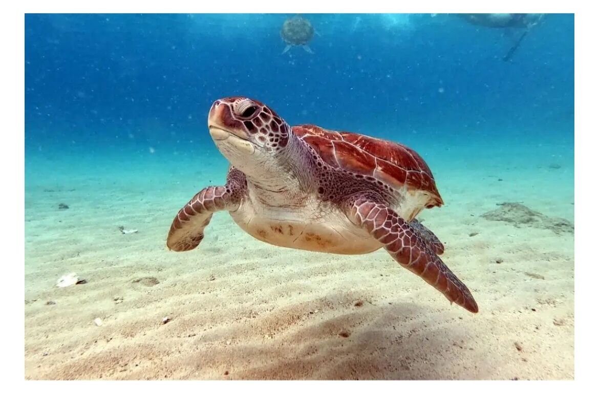 &#128034;うみがめくん&#128034;　