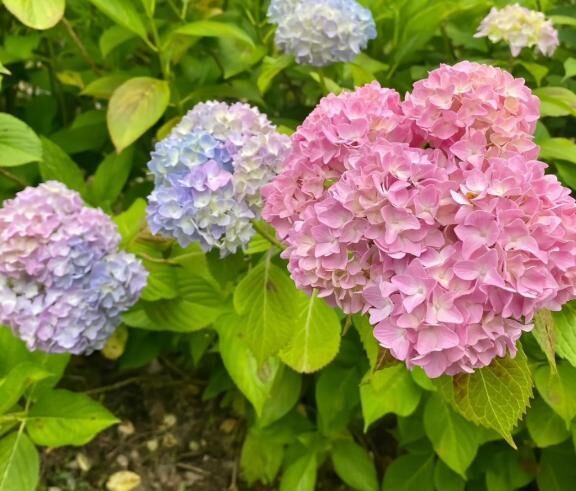 好きな花&#9825;