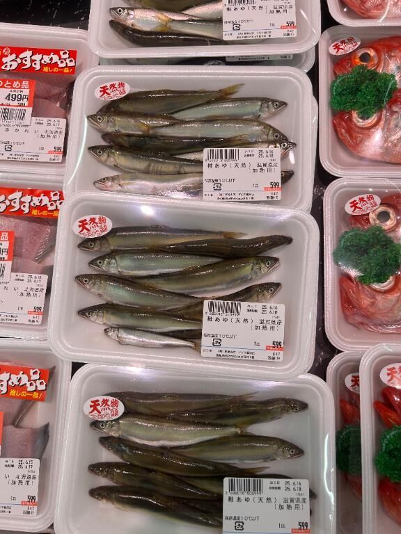 大っきい