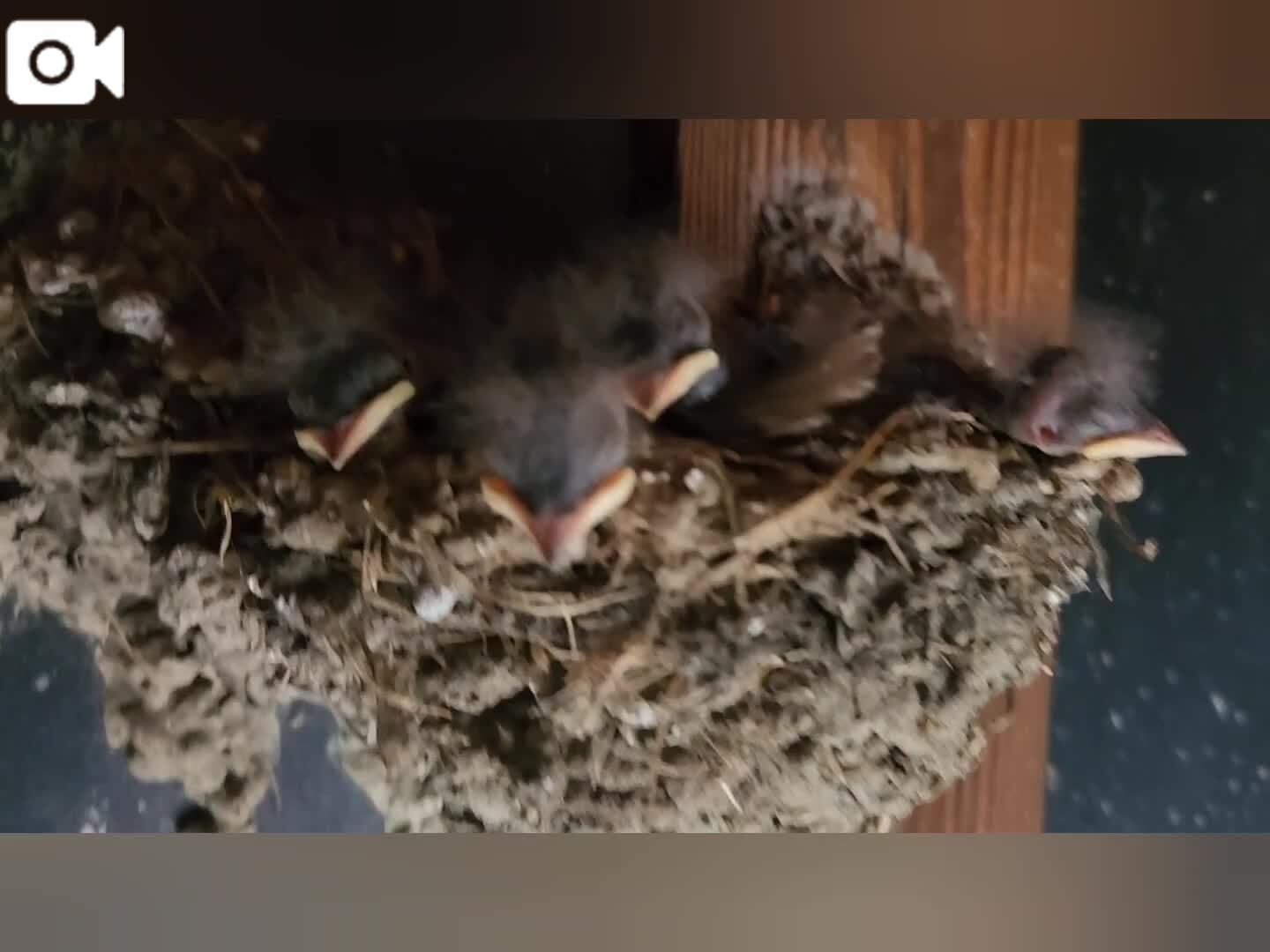 つばめちゃん&#128035;