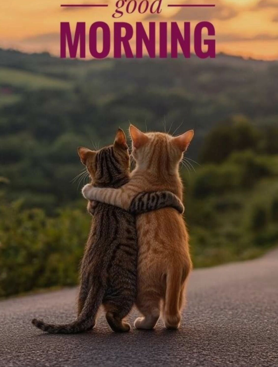 Good morning&#9728;&#65039;*?