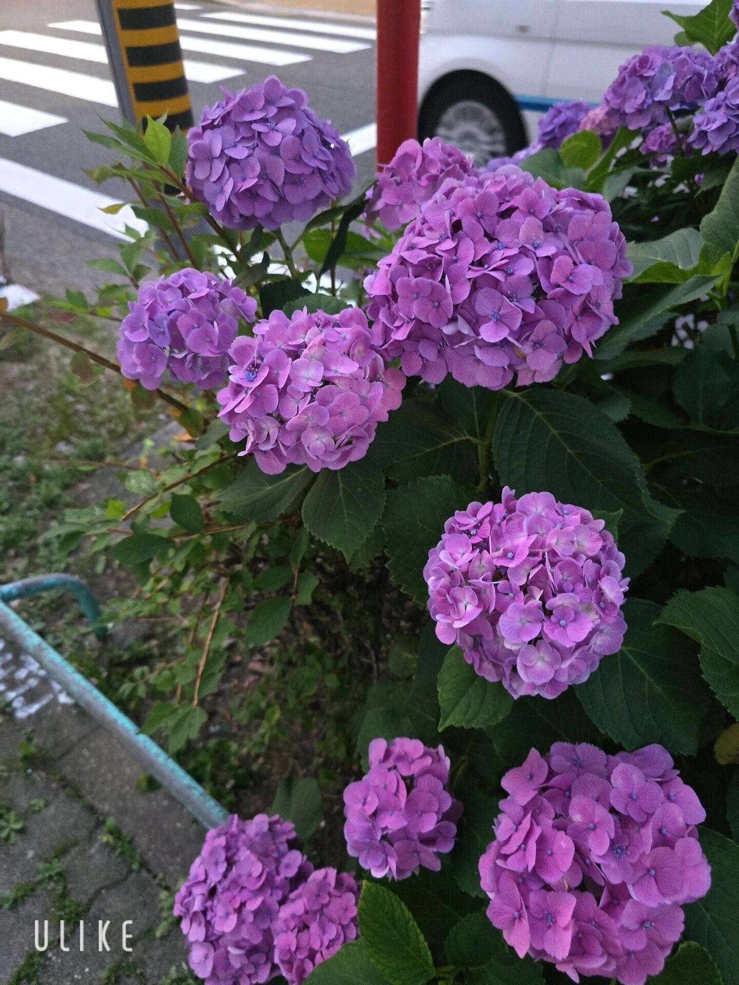 紫陽花