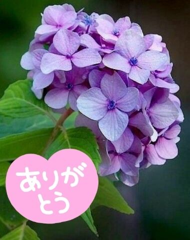 ありがとうございました