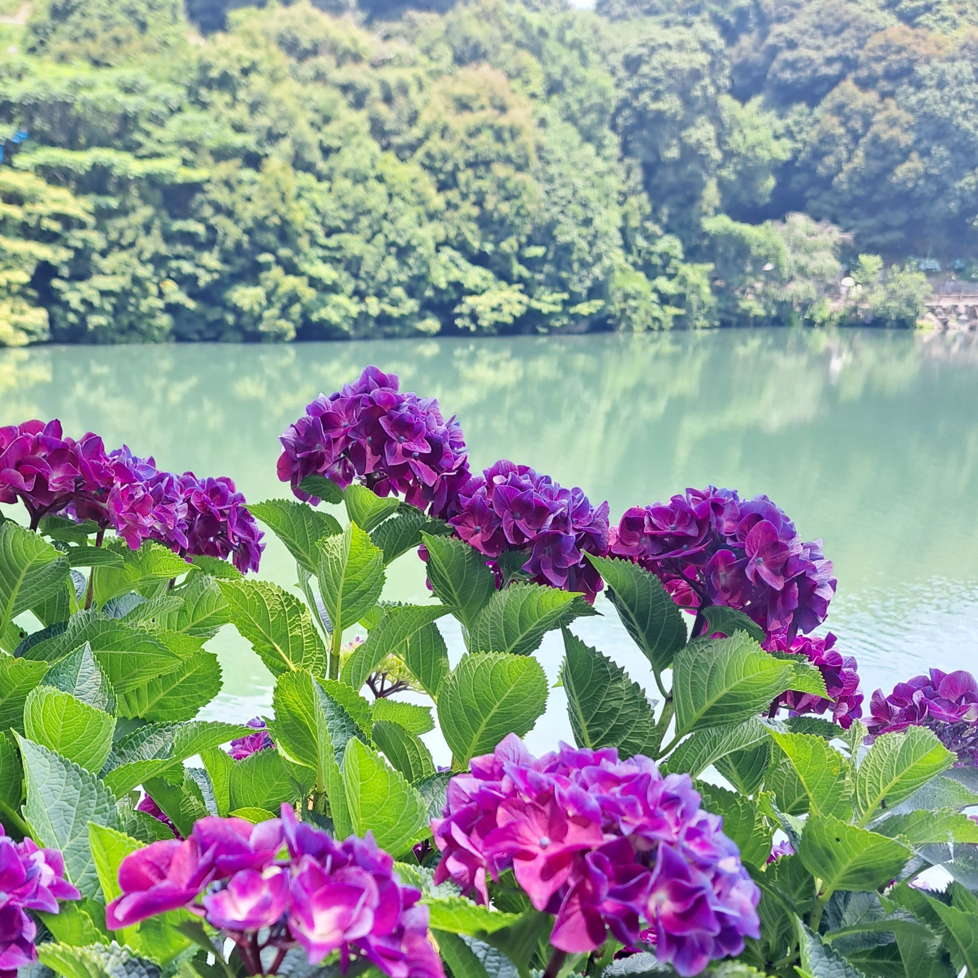 紫陽花