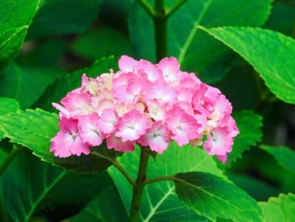 花花　Ｈ様&#128147;