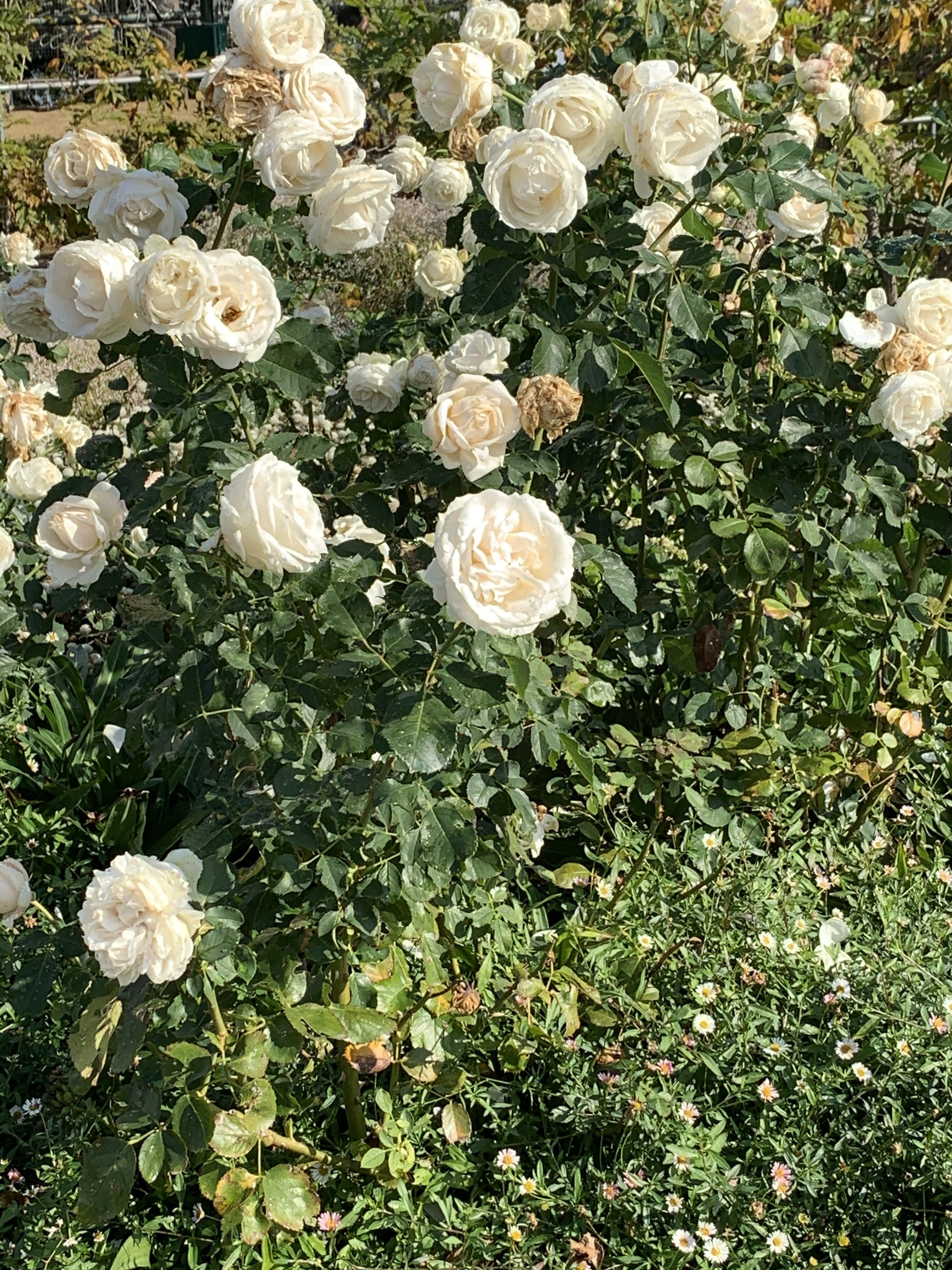 お花見に行ってきたんだ&#127800;