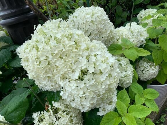 白い紫陽花