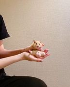 たいきんたま◎