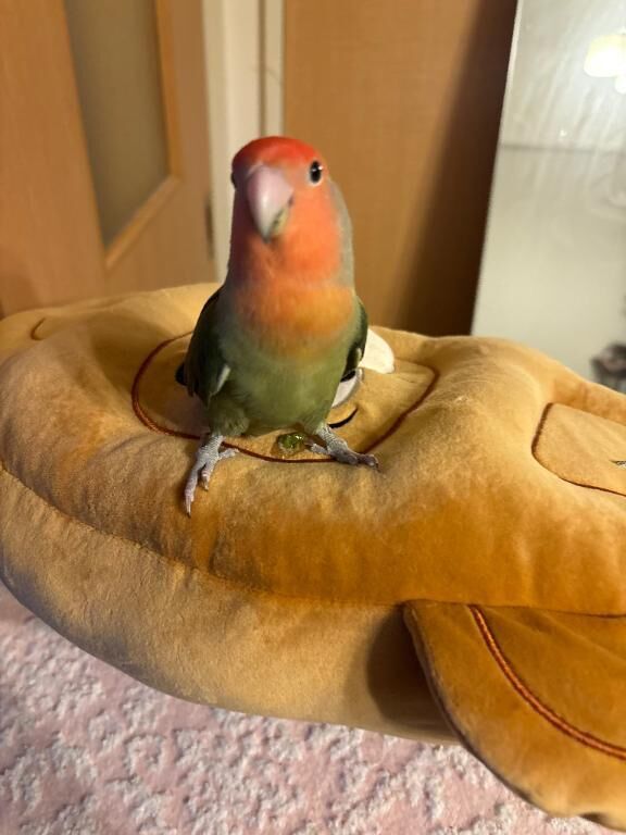豊橋なう。