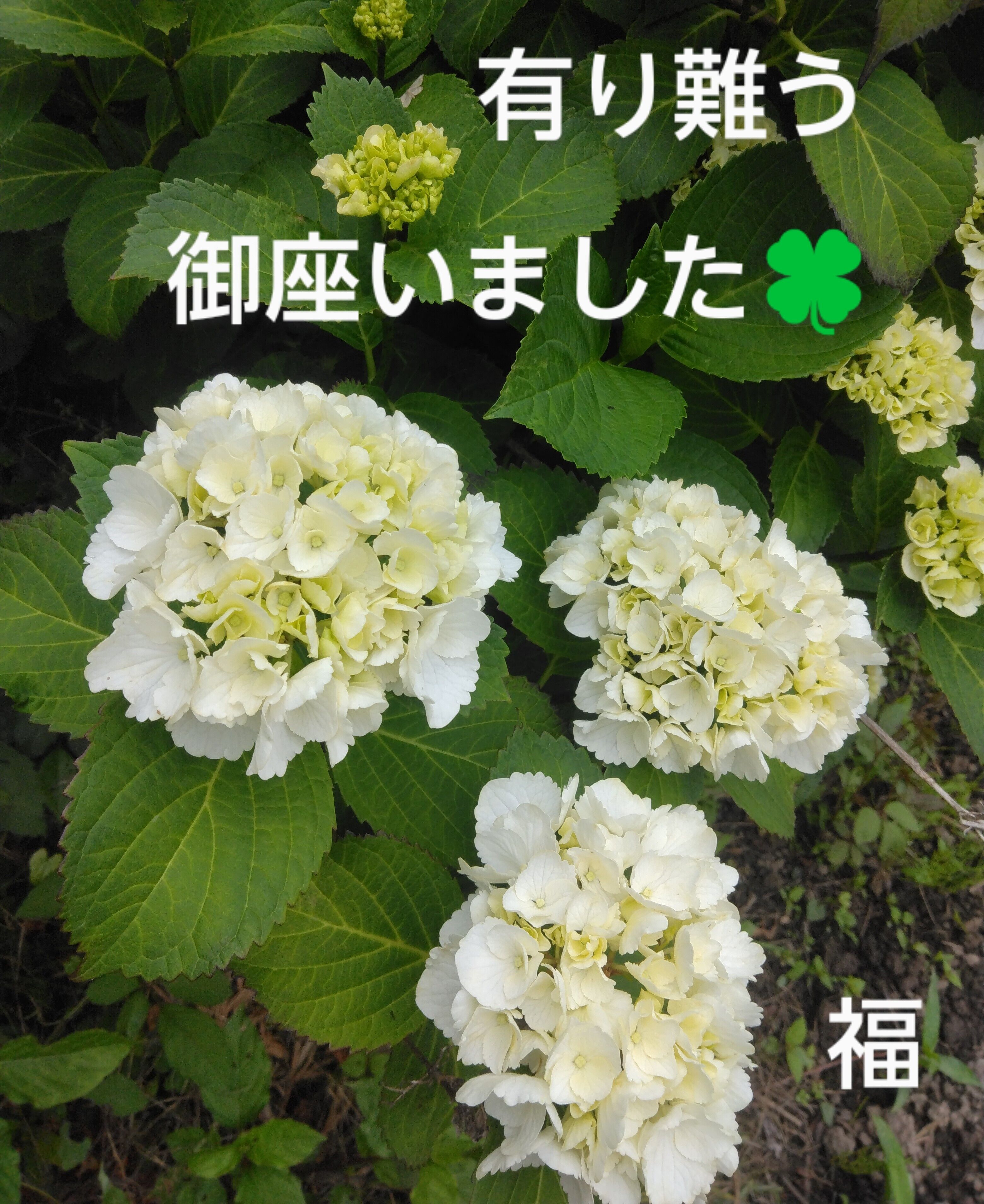日韓条約調印記念日