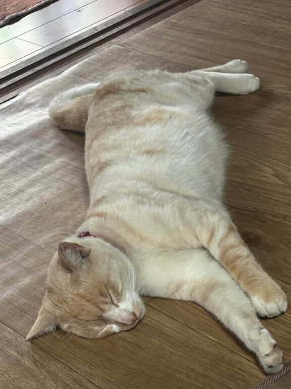 おはよう