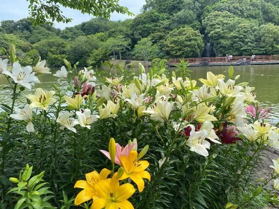 21日　ベルグラーブ仲良し様