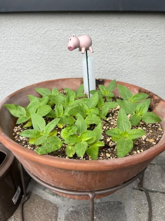 観察&#128064;&#127793;&#77955; &#78354;&#78840;