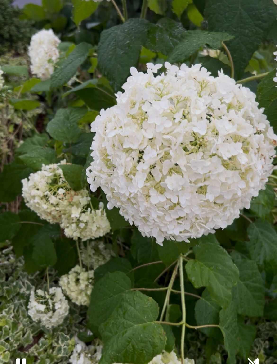 紫陽花