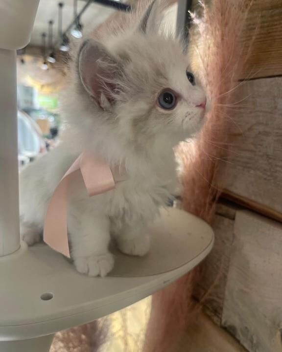 12時からいます&#10083;&#65039;&#127539;あり