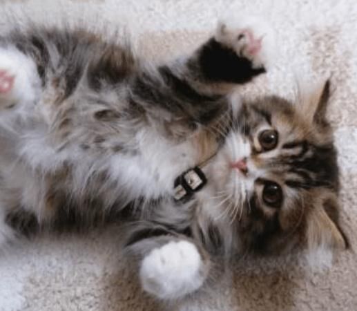 出勤&#128049;&#129782;