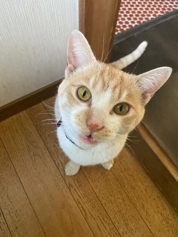おはよう