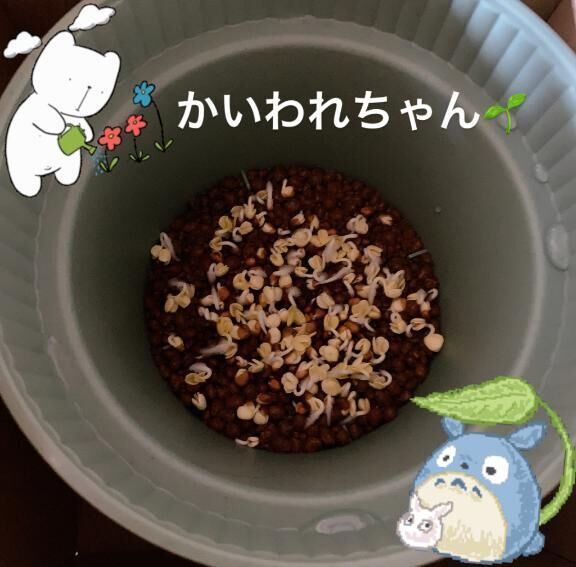 (&#5147;&#128080;)&#8234;&#127793;ンー&#8236;パッ