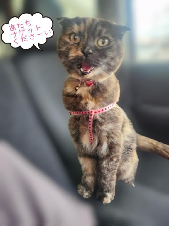 にゃんこ&#128049;