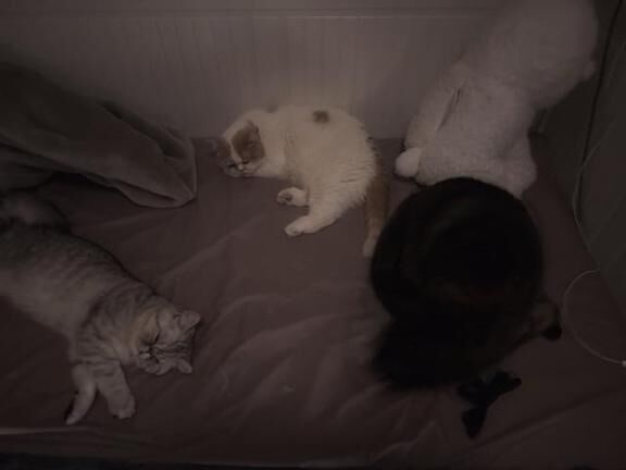 猫まみれ( ΦωΦ )