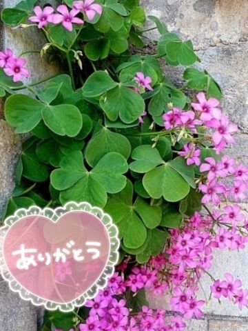 ありがとうございました