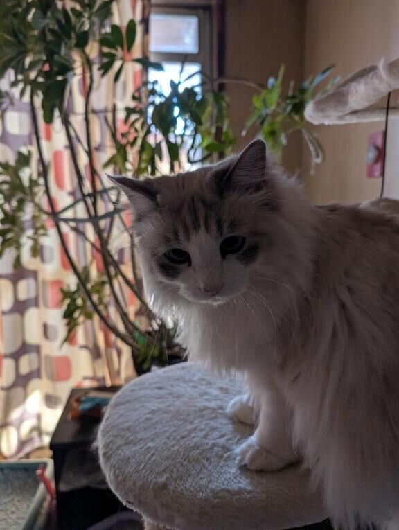 ﾔ