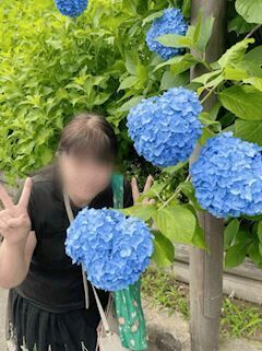 梅雨の花紫陽花