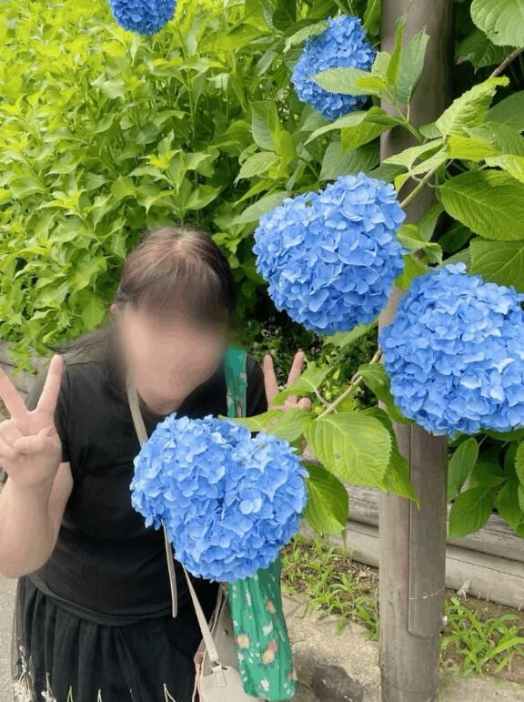 梅雨の花紫陽花