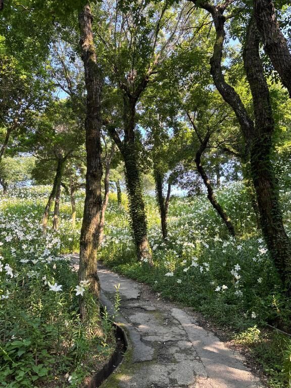 明日土曜