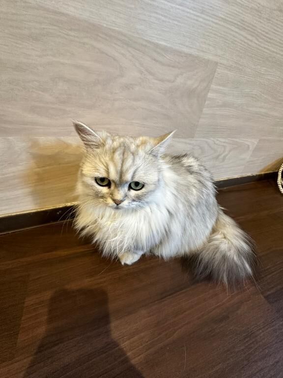 おやすみいただきます