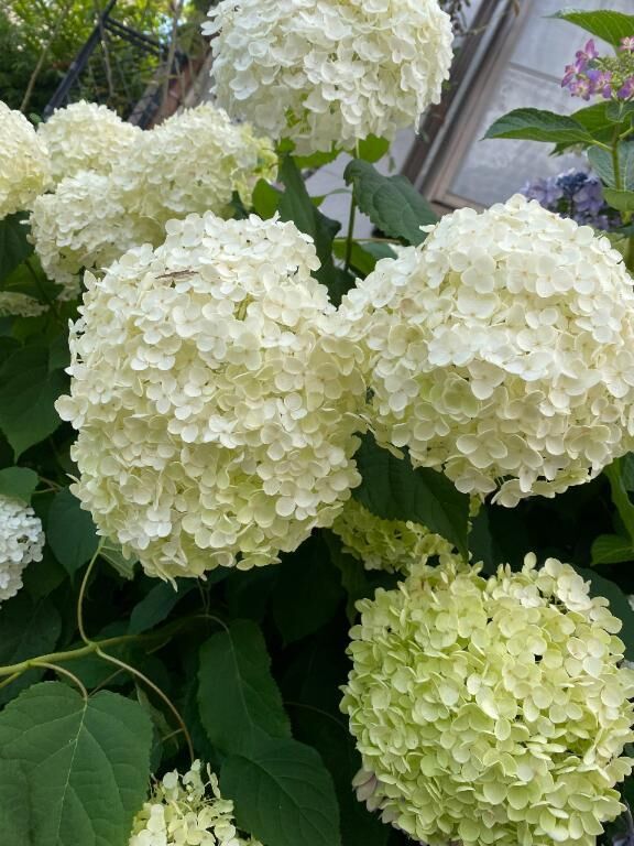 おばけ