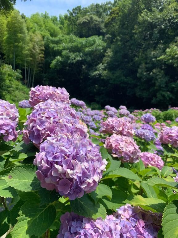 りの-ただいま〜