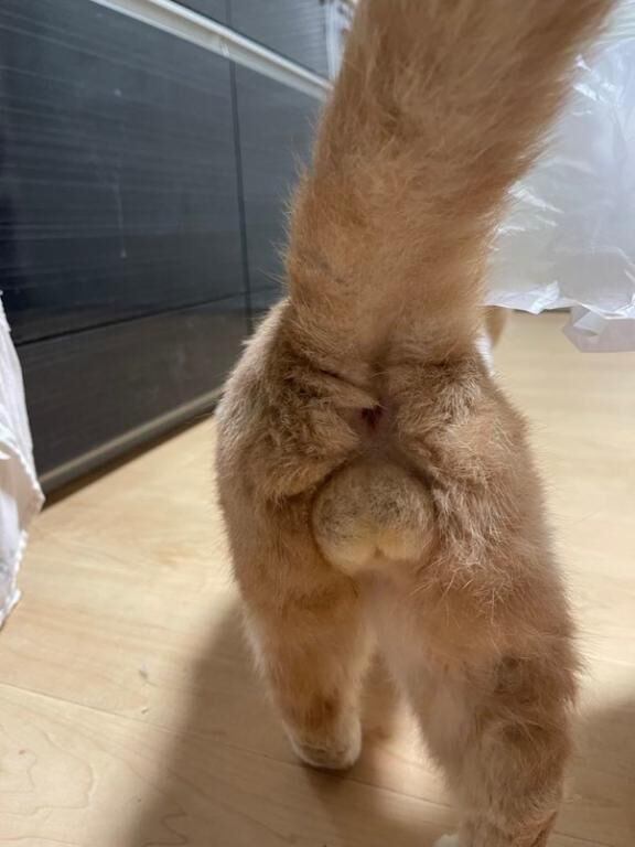 たいきんたま◎