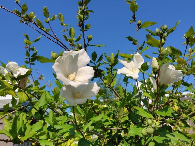 今月