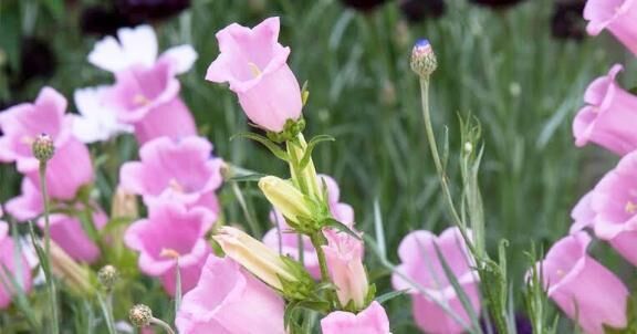 次回は、木曜、金曜、月曜、火曜です&#127808;どうぞ、宜しくお願いいたします&#9786;&#65039;