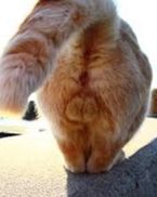 たいきんたま◎