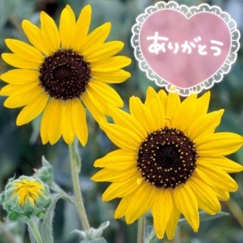 ありがとうございました