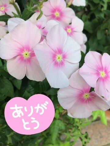 ありがとうございました