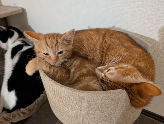新入り&#9825;