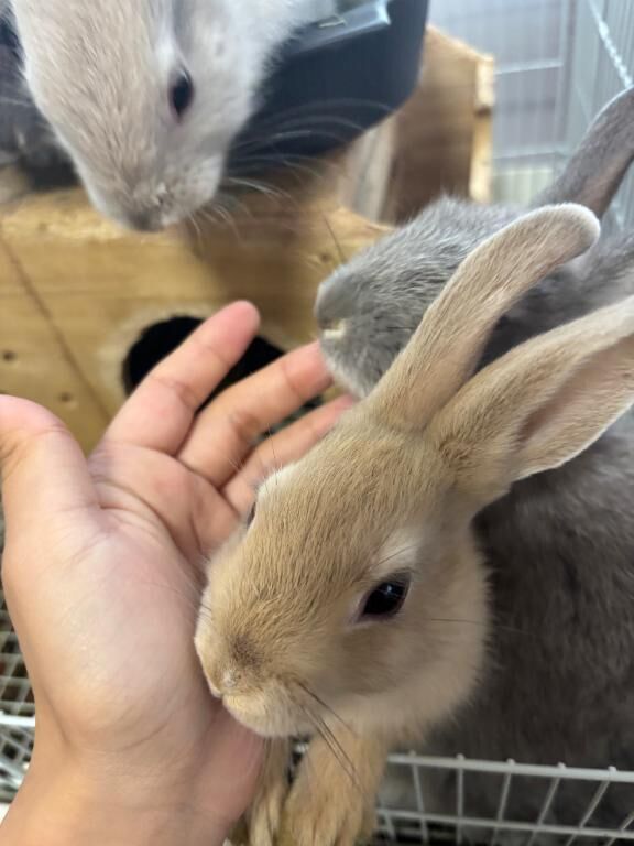 もふもふを堪能したい？