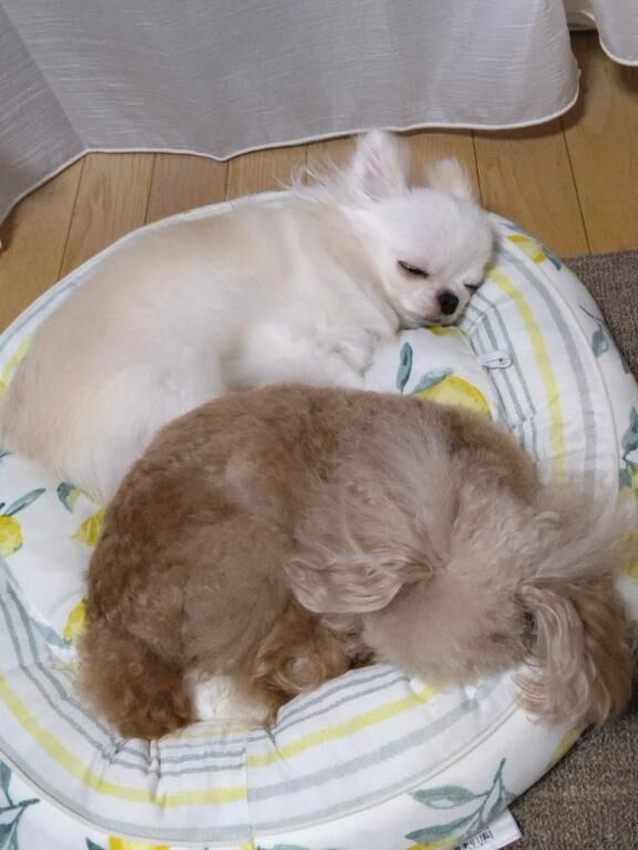 おはよう