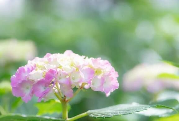アンより