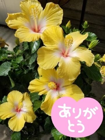 ありがとうございました