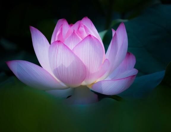 花花　Ｓ様